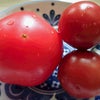 お初！トマトの収穫の画像