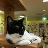 初めて、猫カフェに行ってきました。の画像