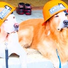 ‼️‼️夏の救助犬試験‼️‼️2016/07/19の記事より