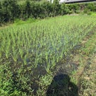【農塾実習田の赤米もちゃんと活着、分げつはじめています】の記事より