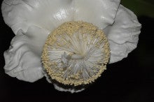 バオバブの花の開花 植物の写真館