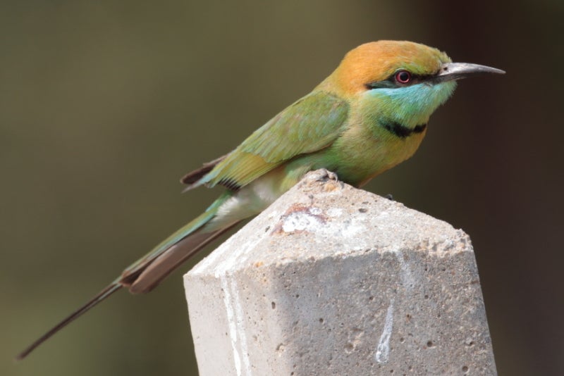 鳥好きFPのつれづれ日記２【UAE#13】ミドリハチクイ（Green Bee-eater）