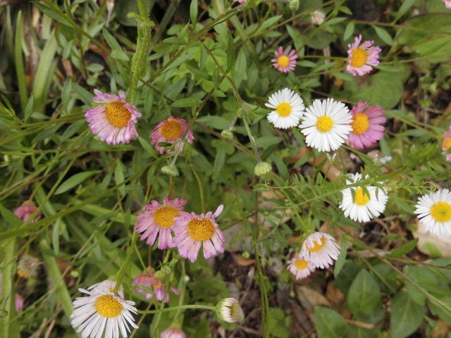エリゲロン ピンクから白の小さい花が そこら一面に広がって咲き乱れる マイガーデン 花のメモ