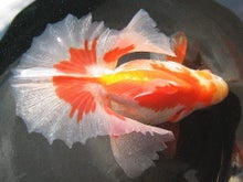 幻の魚 土佐錦魚の美 deliciassobencomenda.com.br