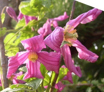 クレマチス ピンクアイス の ２番花 慈足の庭 植物さんと一緒に Smile