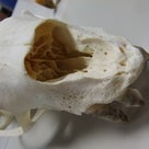 動物の頭骨を見てきました＠上野動物園の記事より