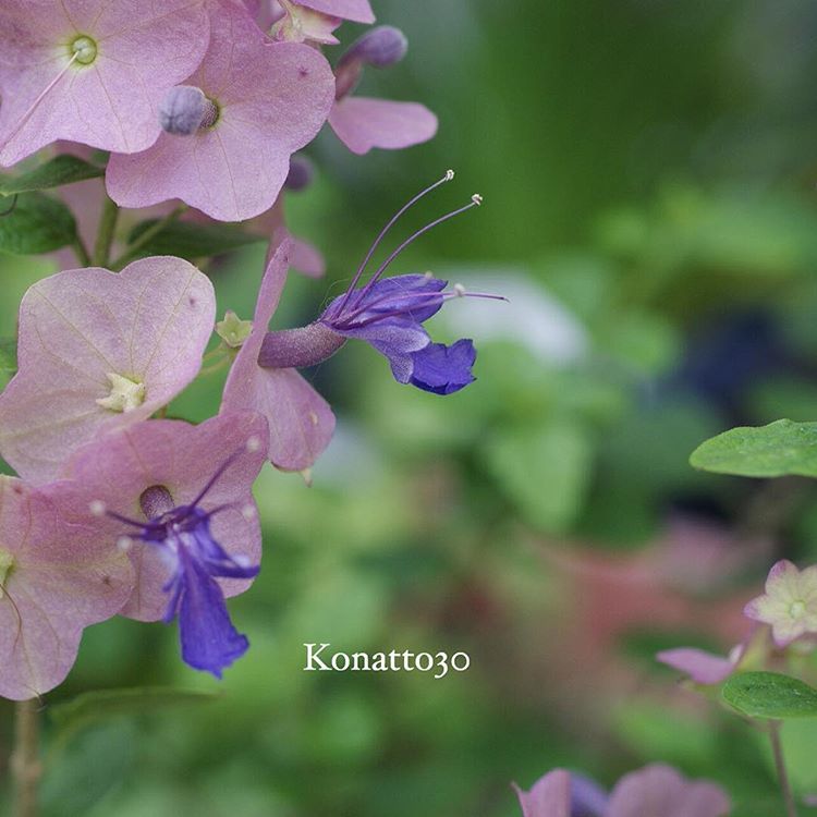 8月10日の誕生花は チャイニーズハット 花言葉はかわいらしい 造形のうつくしさ 札幌 骨格矯正立体カット 美容室オンデマンドのブログ
