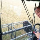 北海道折笠農場から魯山人醤油使用の小麦の収穫映像が届きました！！の記事より