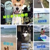初の犬連れ家族旅行〜その2の画像