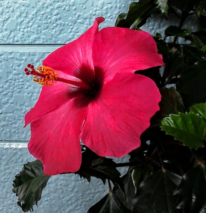 8月18日の誕生花はハイビスカス 花言葉は新しい恋 南国の太陽の花 札幌 骨格矯正立体カット 美容室オンデマンドのブログ