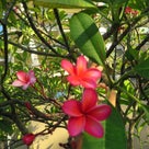 マウイ島のお花と幻想的な写真の記事より