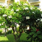 マウイ島のお花と幻想的な写真の記事より