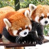 石川動物園の画像