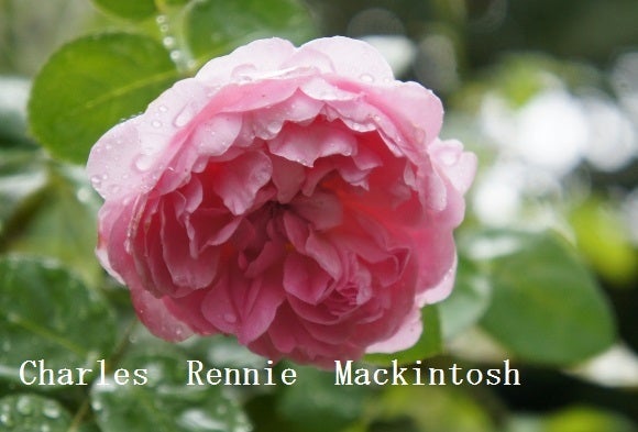 バラの８月中旬からの肥料 秋バラの為の夏剪定前後の集中メニュー ママの薔薇のブログ