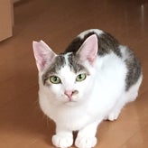 【更新】里親募集猫の紹介（マック）のサムネイル画像