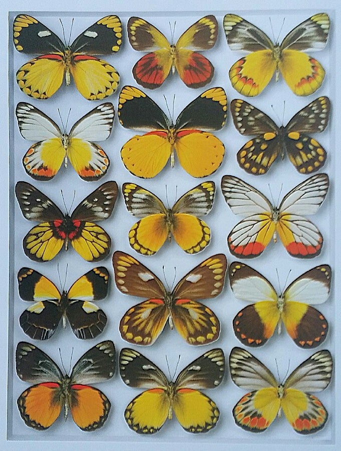 世界一うつくしい昆虫図鑑 ２  蝶に魅せられた旅人