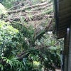 台風で…の画像