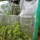 トマトの雨避けハウス内片付けと葉物など少しだけ種蒔きの記事より