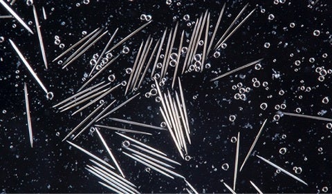酸 カルシウム 結晶 シュウ キウイフルーツの特徴 「キウイフルーツ研究室（駒沢女子短大
