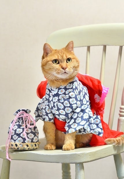 浴衣とお揃い♪猫用ミニ巾着の作り方 | かわいいと猫がいっぱい 