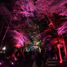 画像 下鴨神社 糺の森の光の祭 の記事より 2つ目
