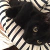 黒猫カンタ❤︎ネコの治癒力？の画像