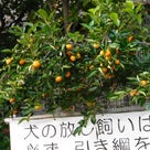 収穫できない秋の実りの参宮橋公園(´-ω-`)の記事より