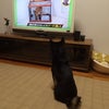 柴犬とテレビの画像