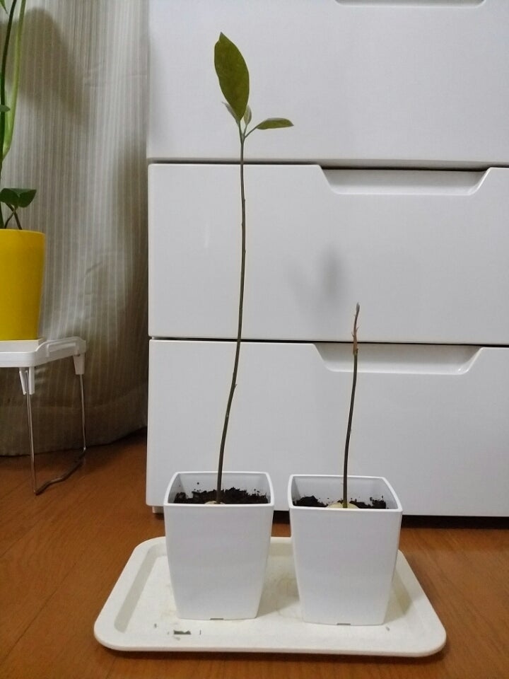 アボカド 下の葉っぱは落ちるもの Nobuのわいんでぃんぐろ ど アボカド 下の葉っぱは落ちるもの Nobuのわいんでぃんぐろ ど