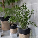 川越style「KIYOU KAWASHIMA」観葉植物専門店 植物と物が織り成す新たな形の記事より