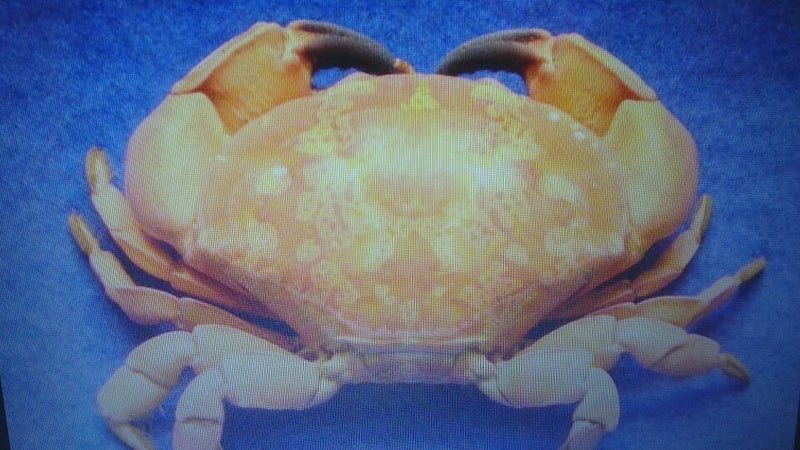 スベスベ マンジュウ ガニ 由来 身近な甲殻類図鑑 スベスベマンジュウガニの標本