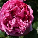 変顔のラ・フランス＠春のバラの開花NO.35「ローズ・ポンパドゥール」の記事より