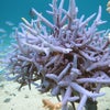 MY 珊瑚の画像