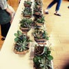 多肉植物出張講習　ワークショップ　寄せ植えアレンジメント千葉海浜幕張認定講師の画像