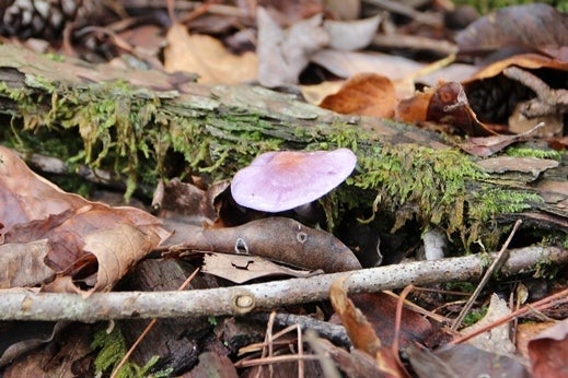 きのこ紫 美味しく 楽しく 生物多様性ブログ Npo法人森の都研究所