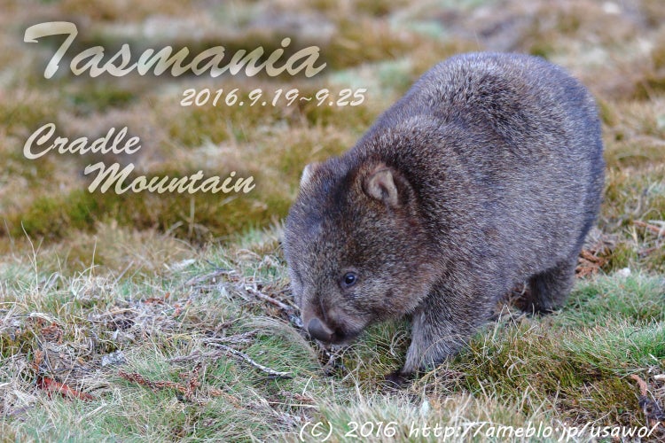 タスマニア旅行記３日目 ダヴ湖 Ronny Creek ウォンバット うぉんば Wombat Snowleopard