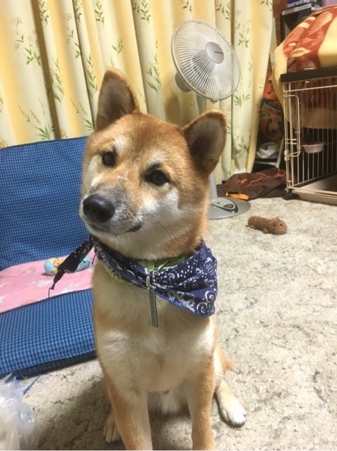 くまちゃん 良い子 柴犬 熊五郎 w の日常