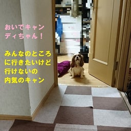 画像 キャンディちゃんは、人見知りで家族の輪に入れません の記事より 1つ目