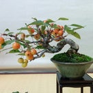 神奈川県小品盆栽連合展、初日。の記事より