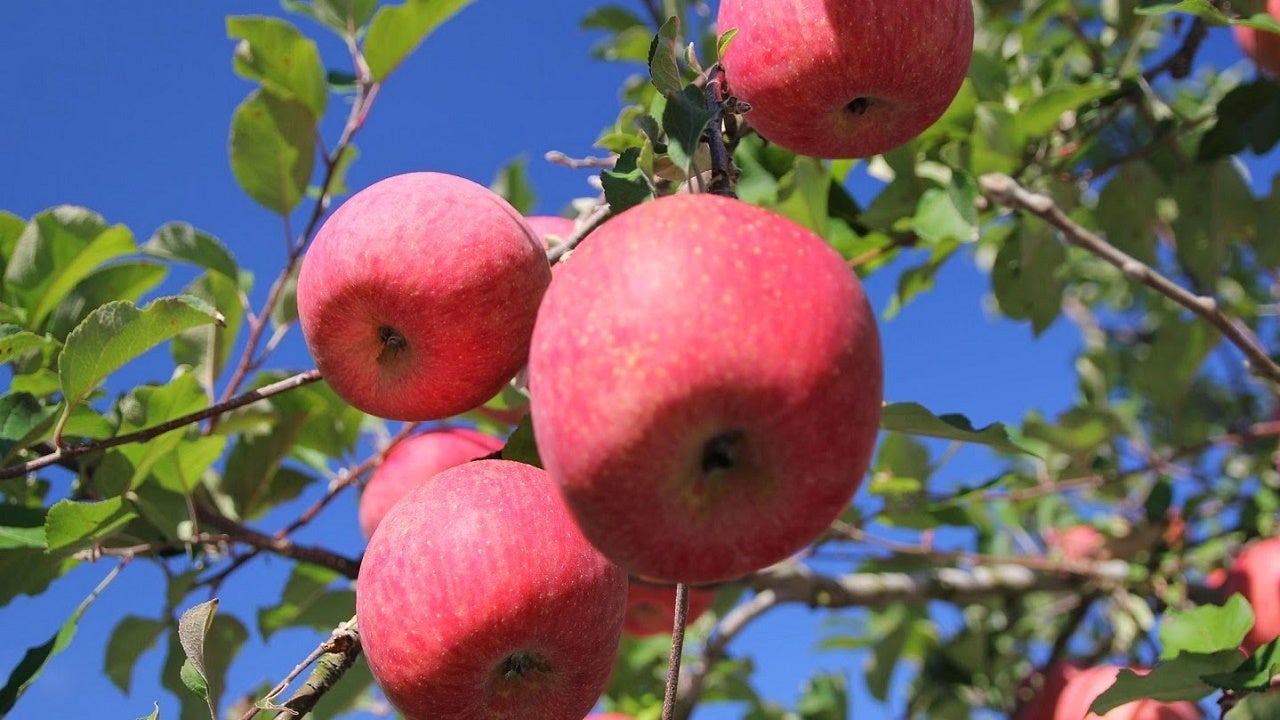【10月11日】「リンゴの唄」の日～この名曲の歌詞をイメージした弘前市の「赤いリンゴと青い空」☀