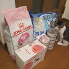 ご支援　猫トイレ砂、子猫用ドライフード＆ウエットフード、子猫用ミルク、ティッシュ等の記事より