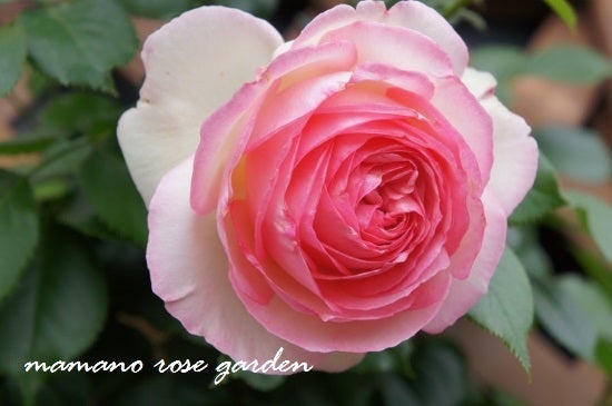 ピエール ド ロンサールをコンパクトに育てる バラの講座 ママの薔薇のブログ
