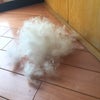実りの秋⁈の画像