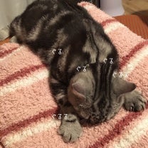 ブログ投稿画像