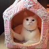 可愛いお家の画像