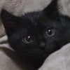 黒猫物語  猫は胸に抱かれて寝るの画像