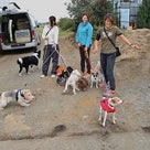 須山訓練所　犬の保育園がきたぞ！の記事より