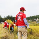 【広島東洋カープ】大瀬良大地選手に世羅のお米を届けよう！  後援会～稲刈り編～の記事より