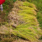 【広島東洋カープ】大瀬良大地選手に世羅のお米を届けよう！  後援会～稲刈り編～の記事より