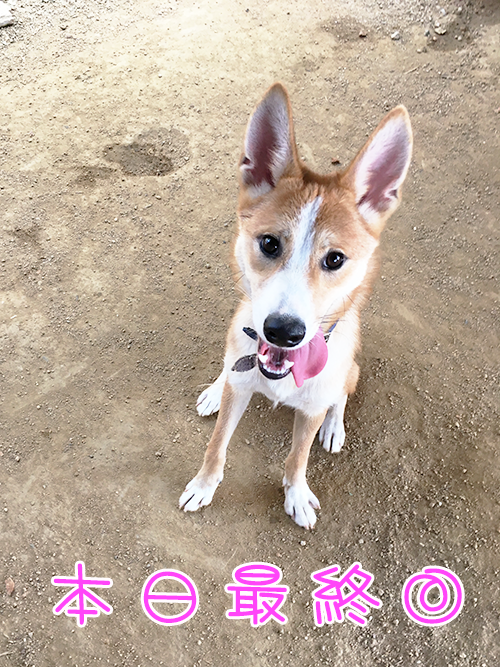 ラガー 幸せのご報告です わんぱーく岡山 ととのブログ 岡山の保護犬猫応援ブログ